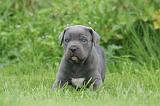 CANE CORSO 1266